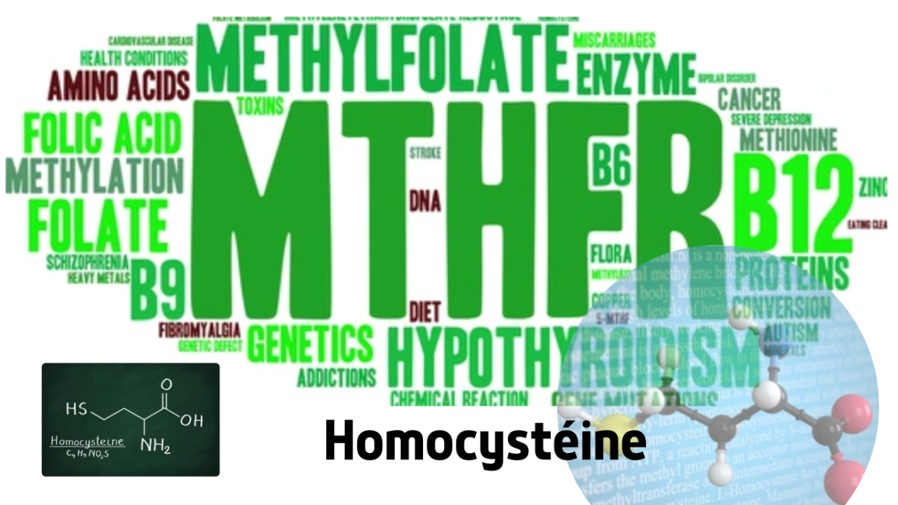 Homocystéine