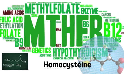 Homocystéine