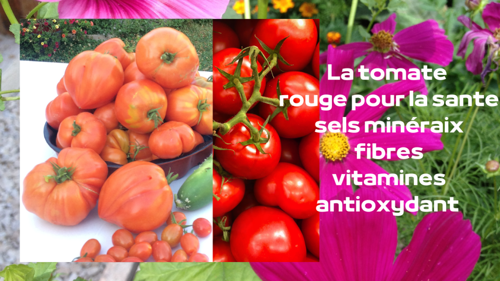 La tomate