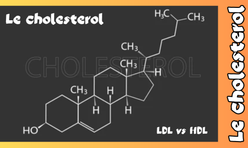 Le Cholestérol