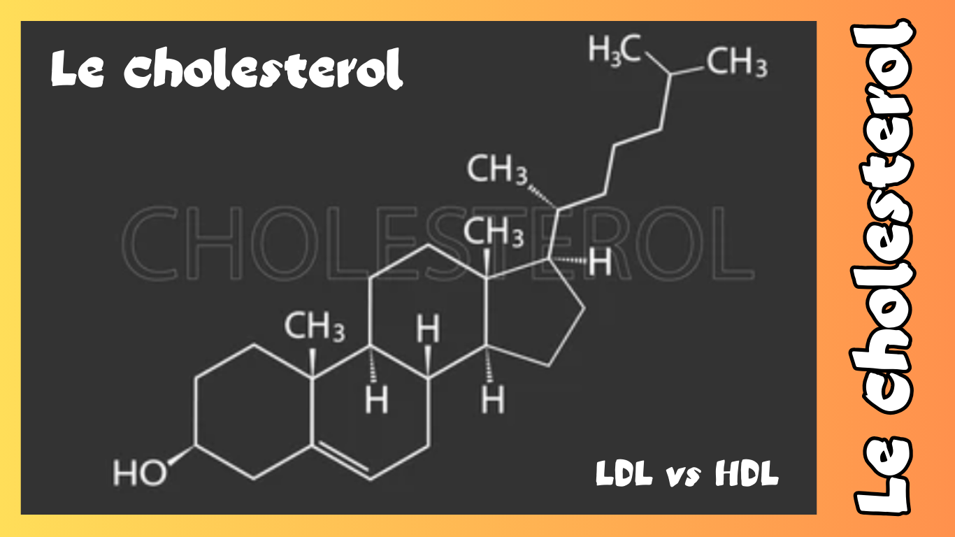 You are currently viewing Le Cholestérol