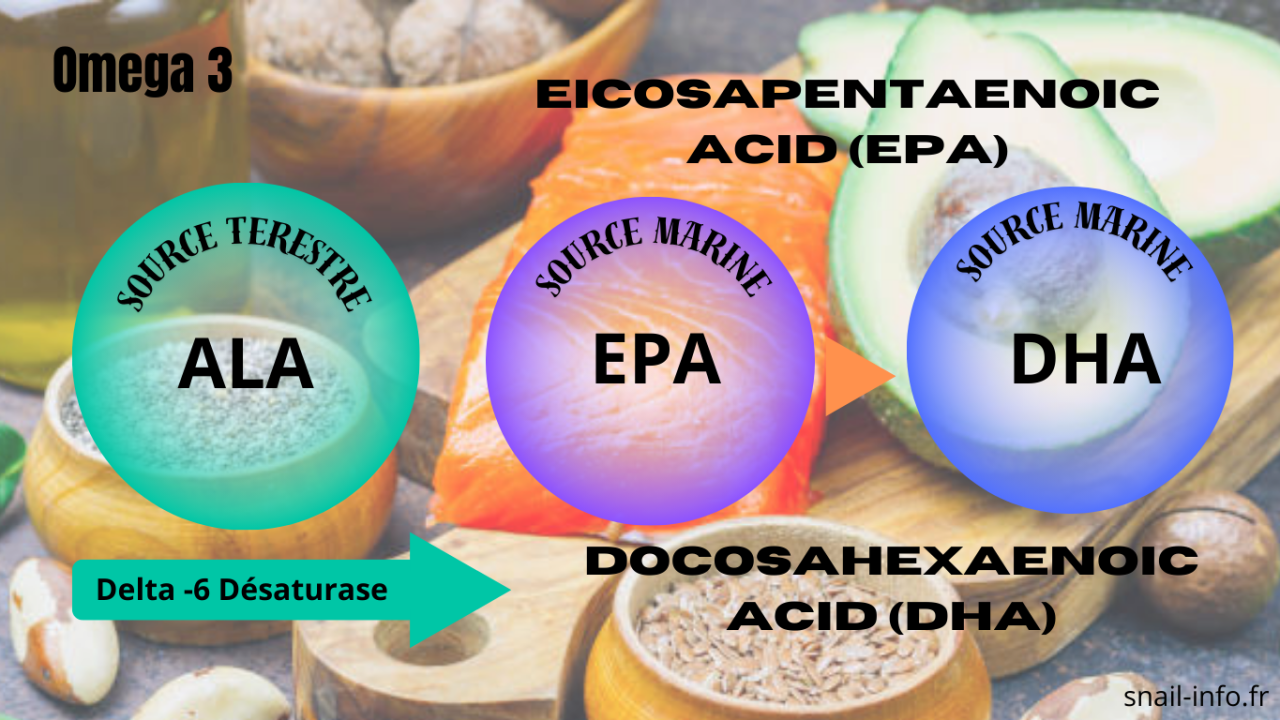 Omega3-ratio Epa Dha