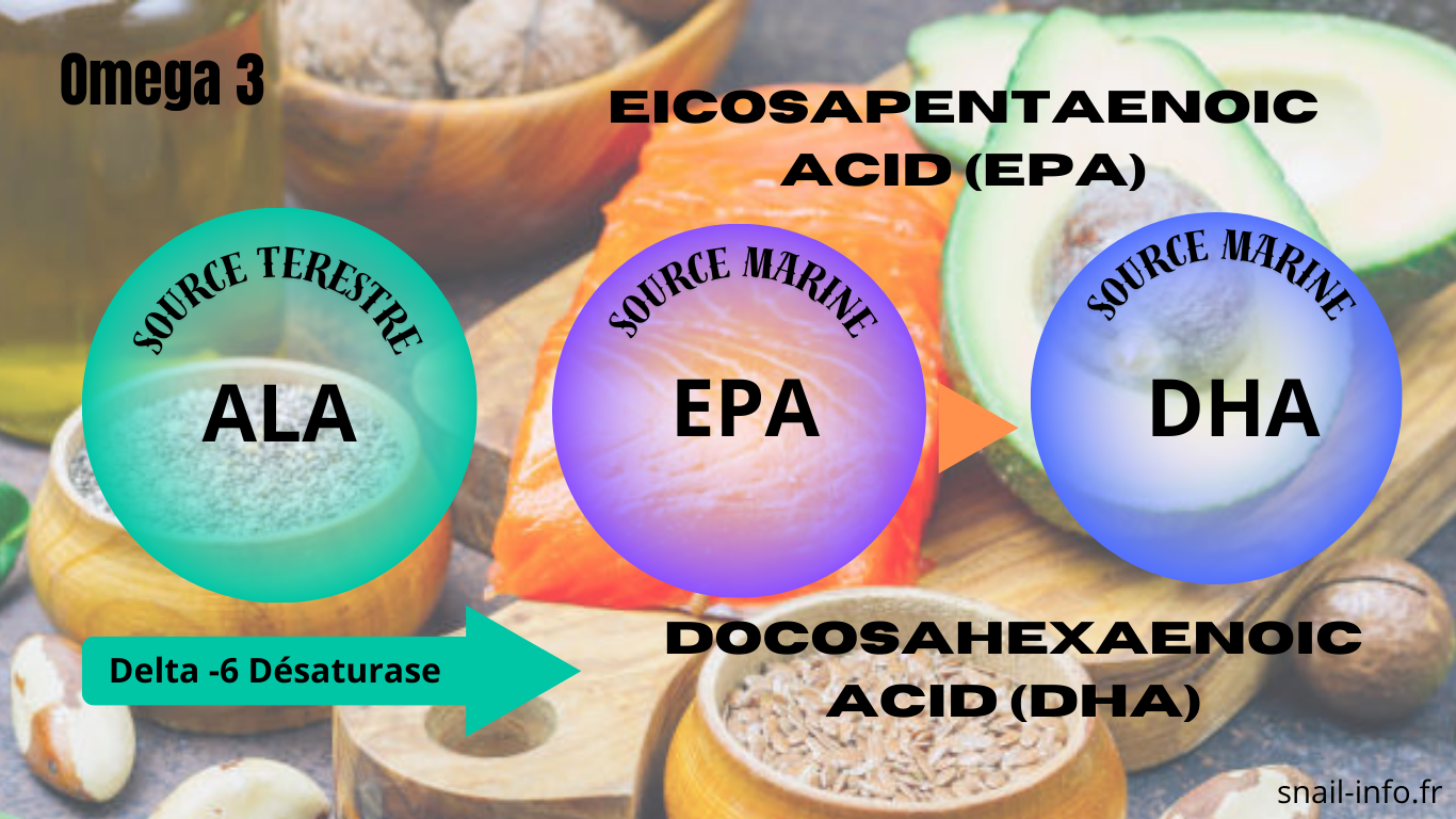 You are currently viewing Omega3-ratio Epa Dha