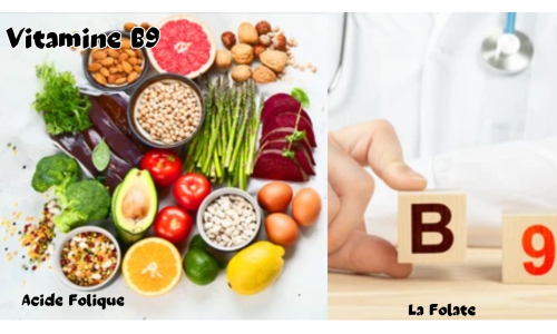 La vitamine B9 – La Folate