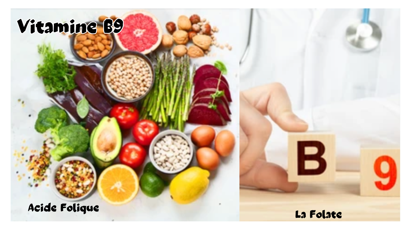 You are currently viewing La vitamine B9 – La Folate