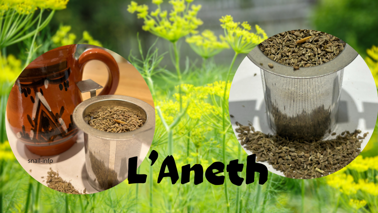 L’Aneth