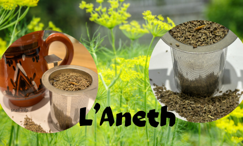 L’Aneth