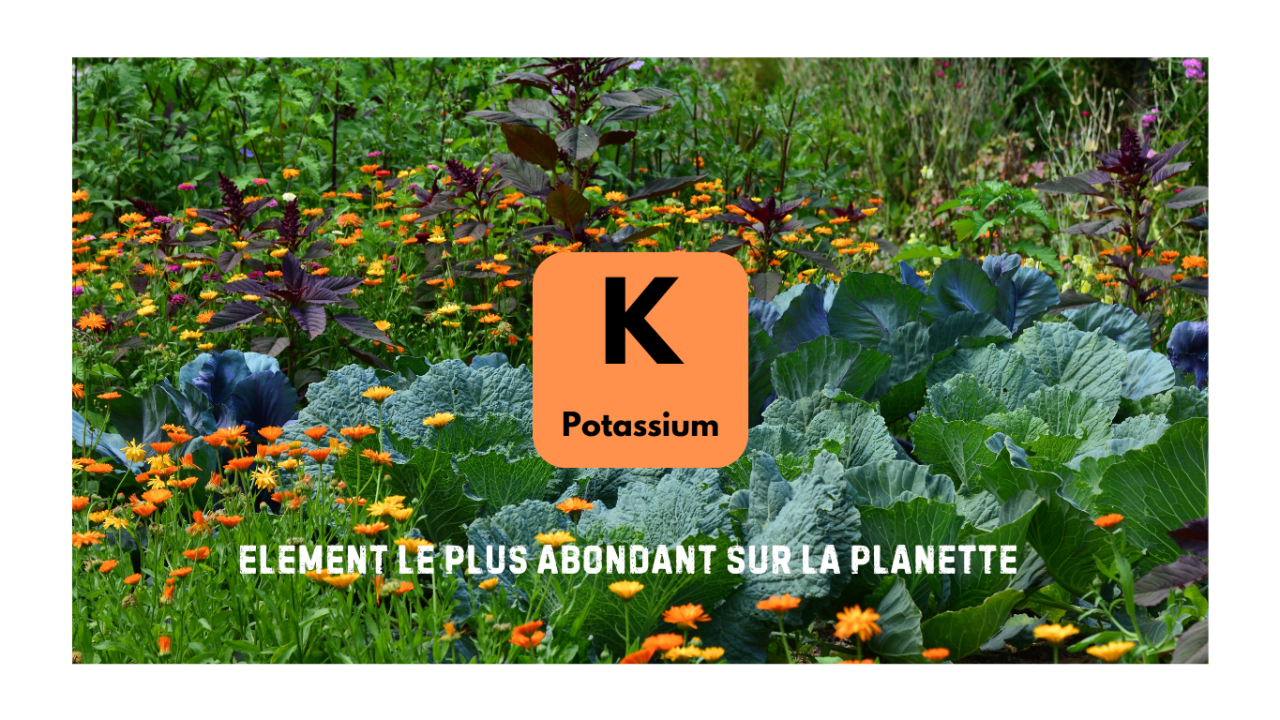 Le potassium