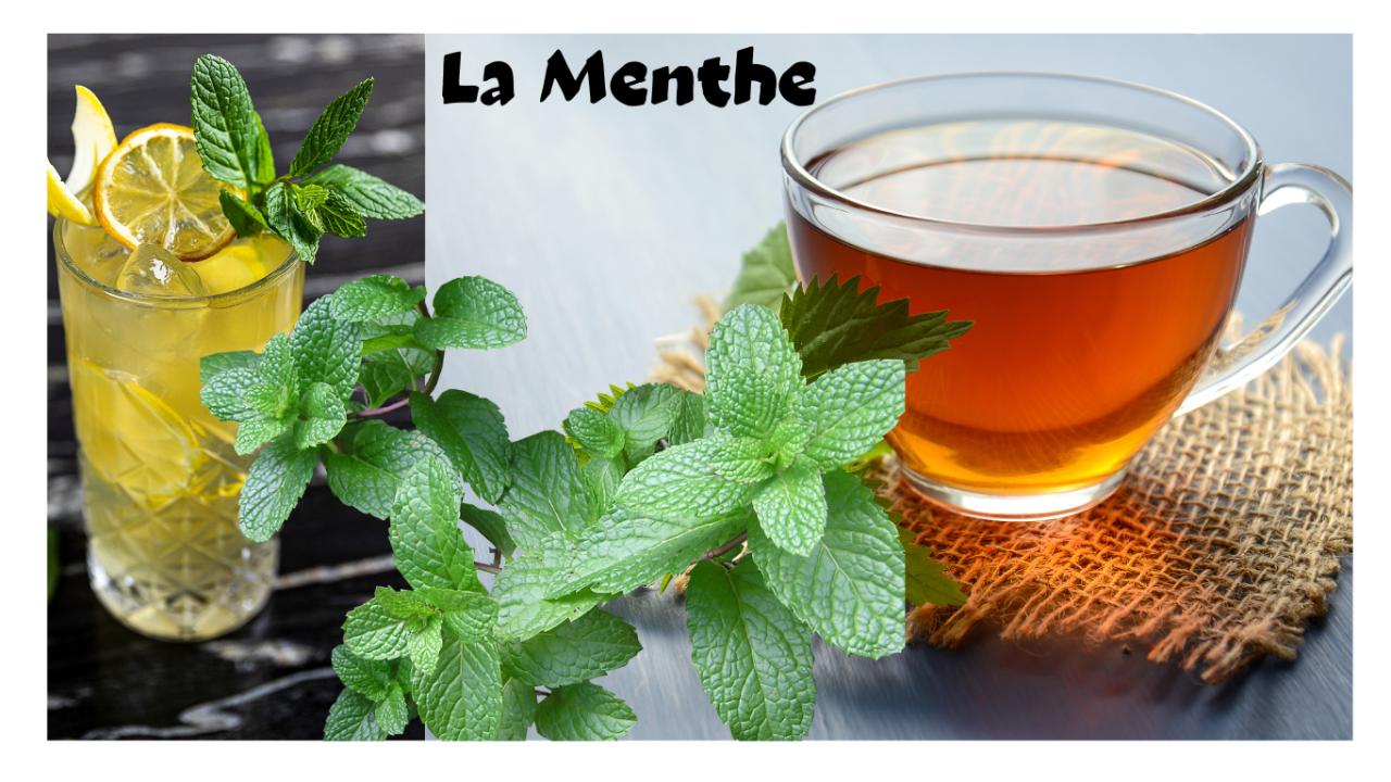 La menthe