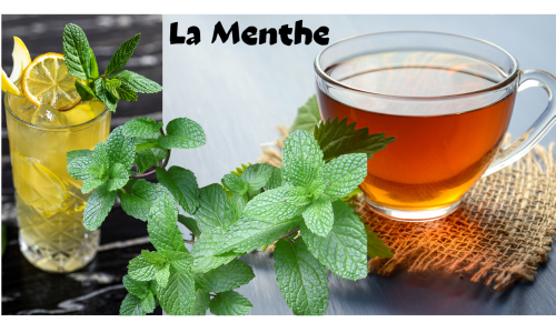 La menthe