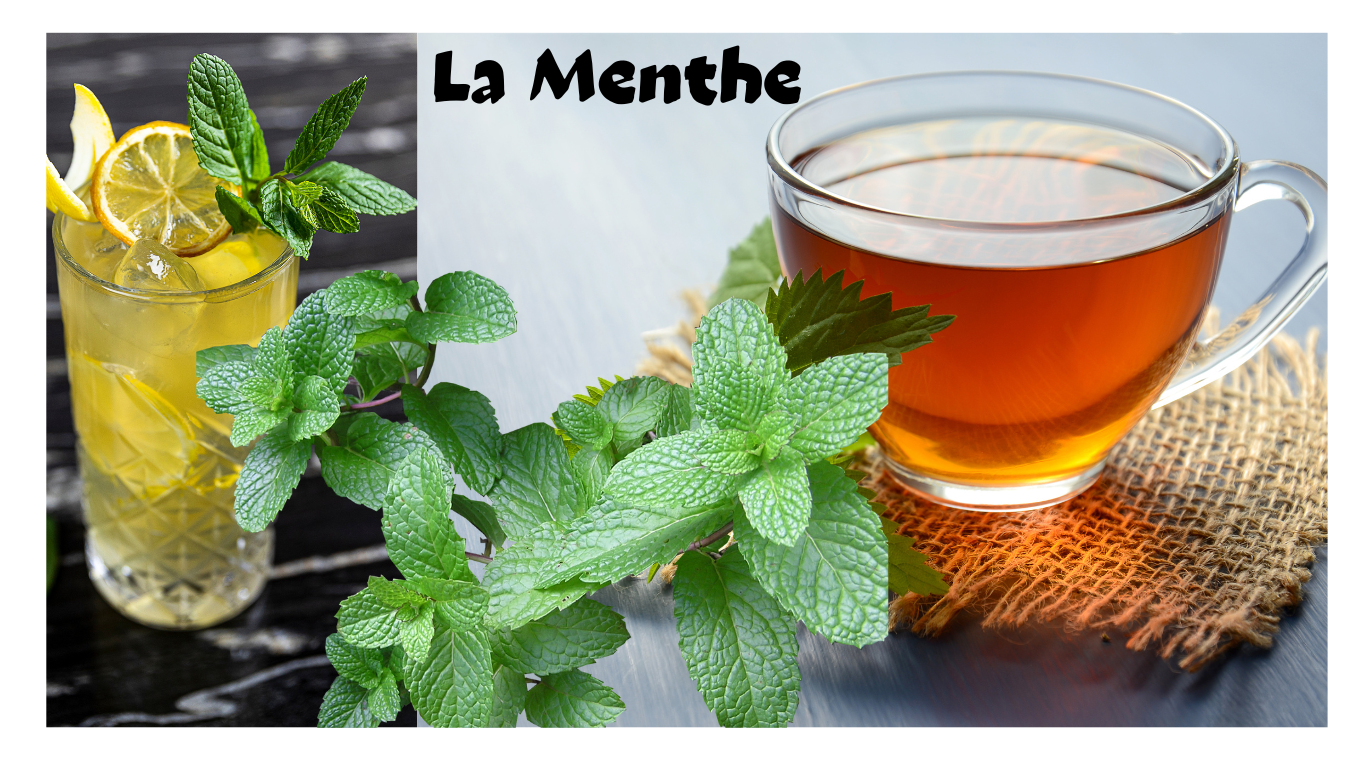 You are currently viewing La menthe