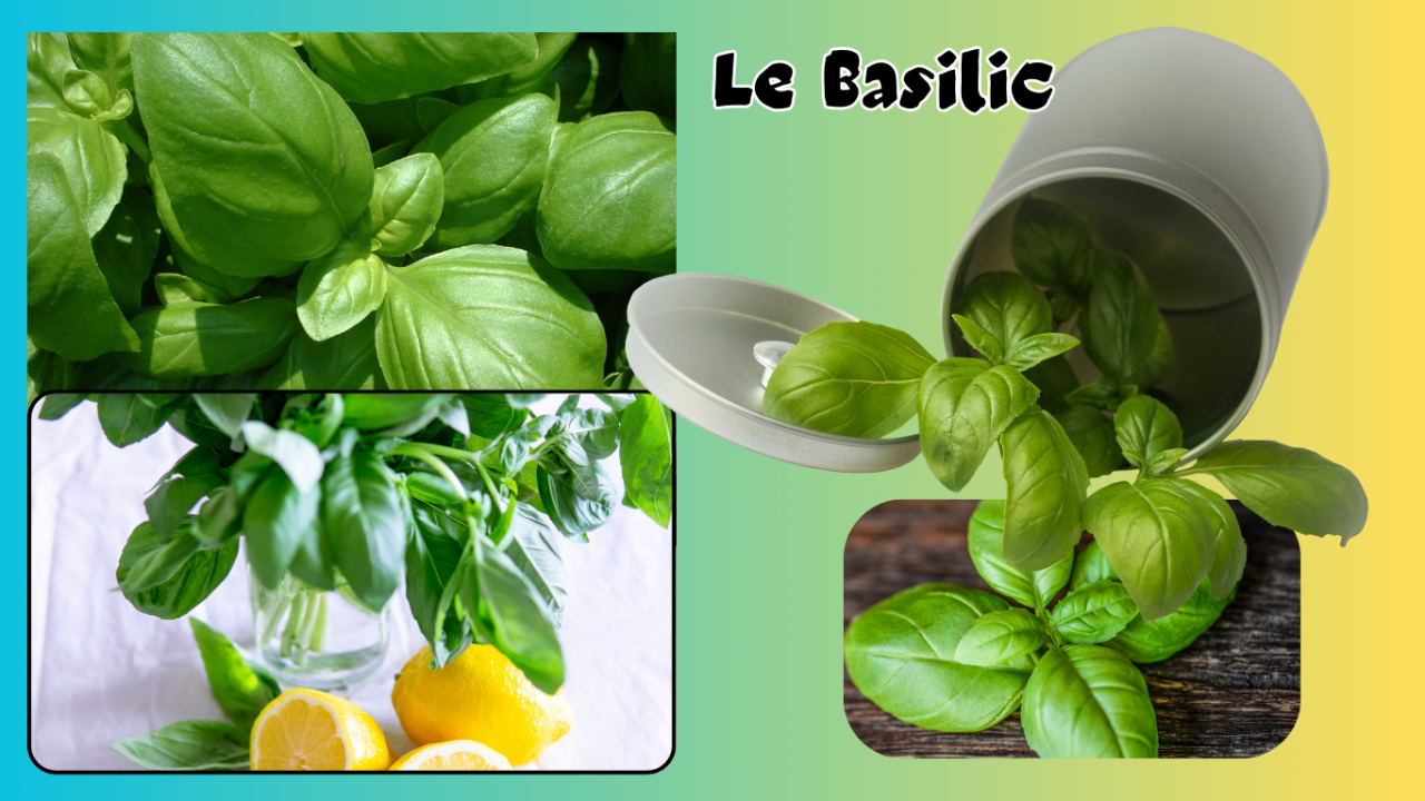 Le basilic