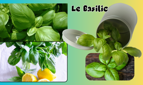 Le basilic