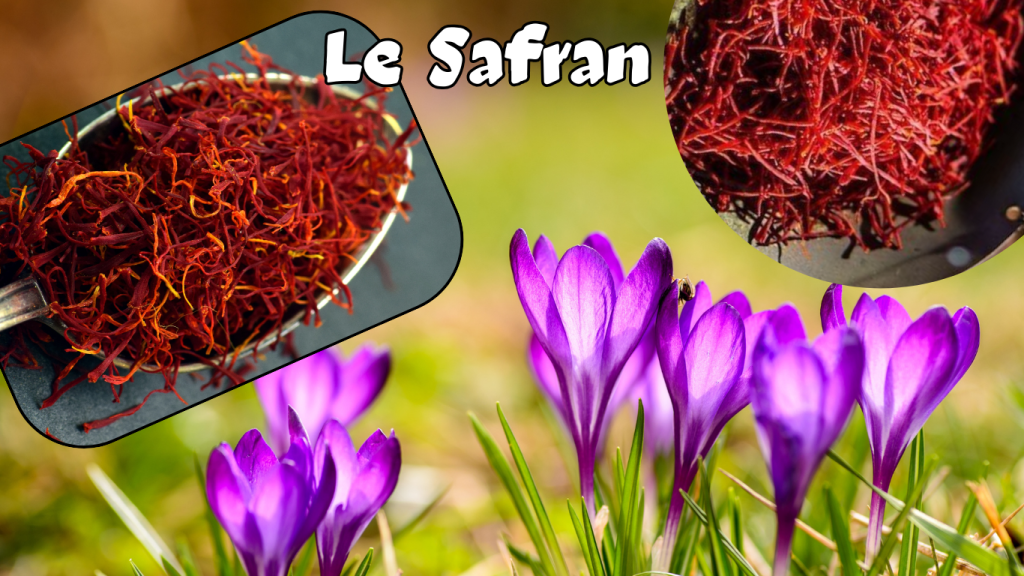 Safran Rouge Le Safran - snail-info