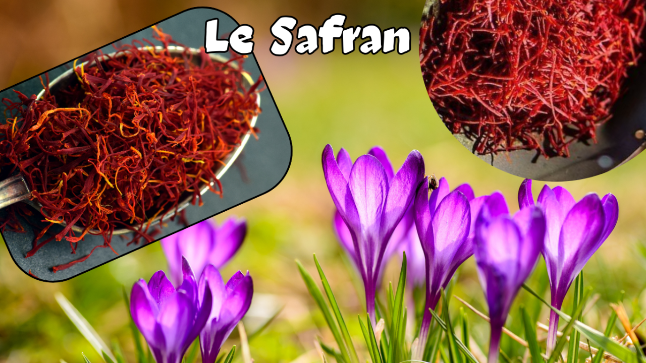 Le Safran