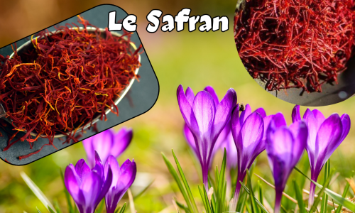 Le Safran