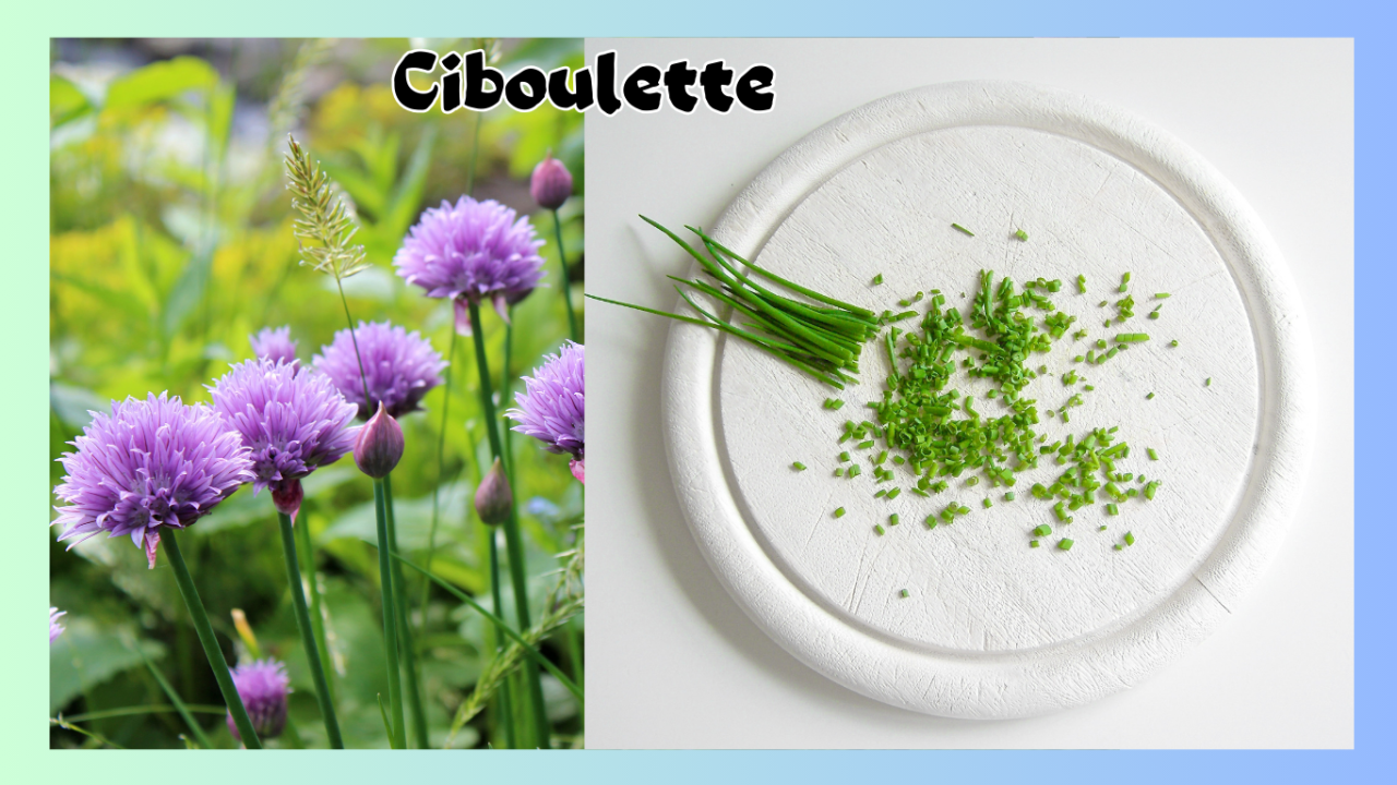 La ciboulette