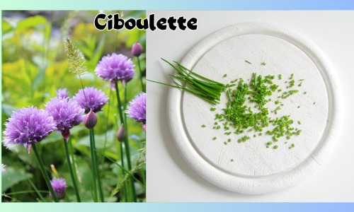 La ciboulette