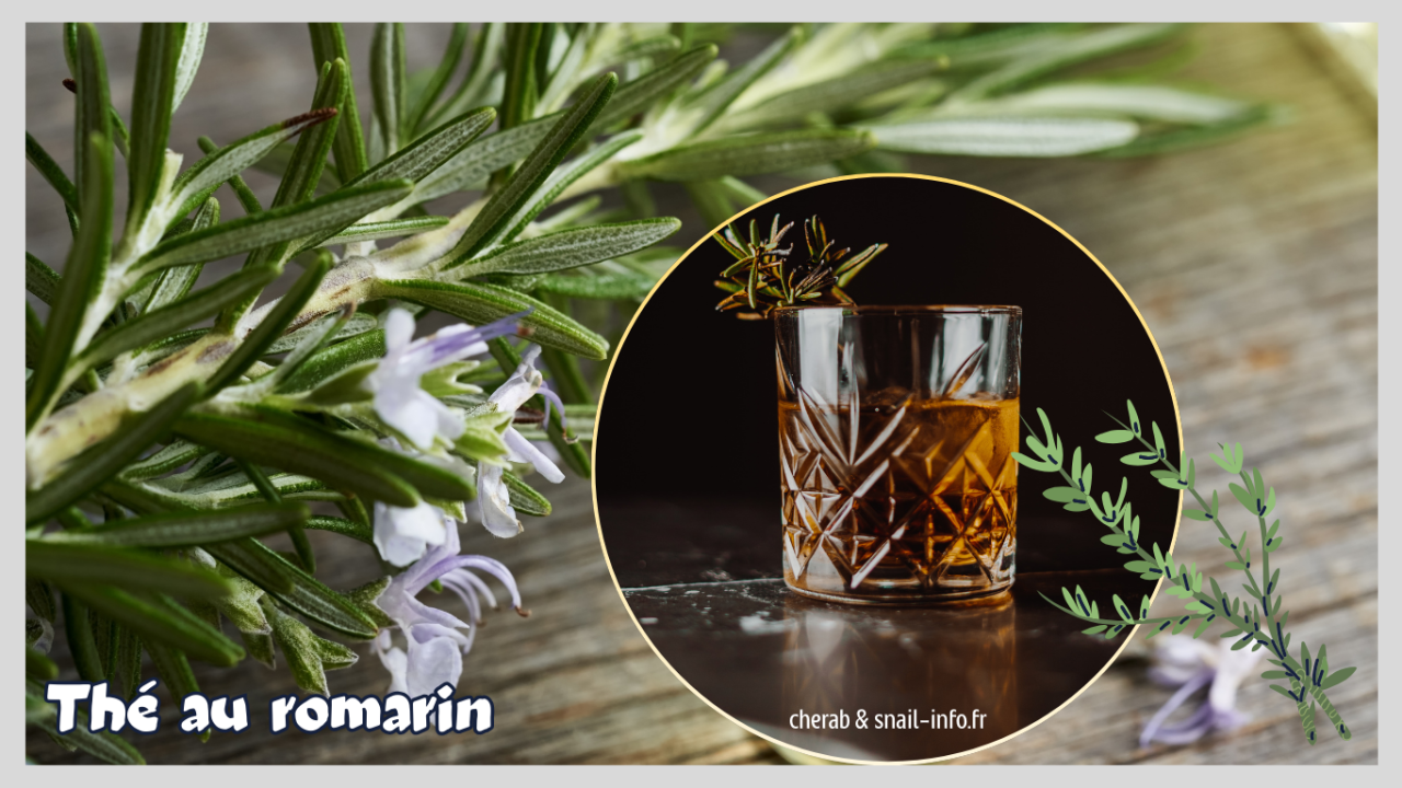 Le romarin