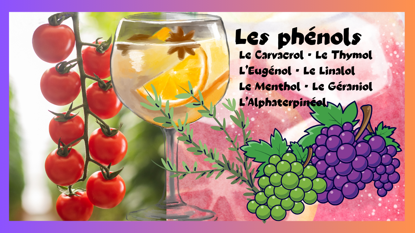 You are currently viewing Les Alcools-phénols