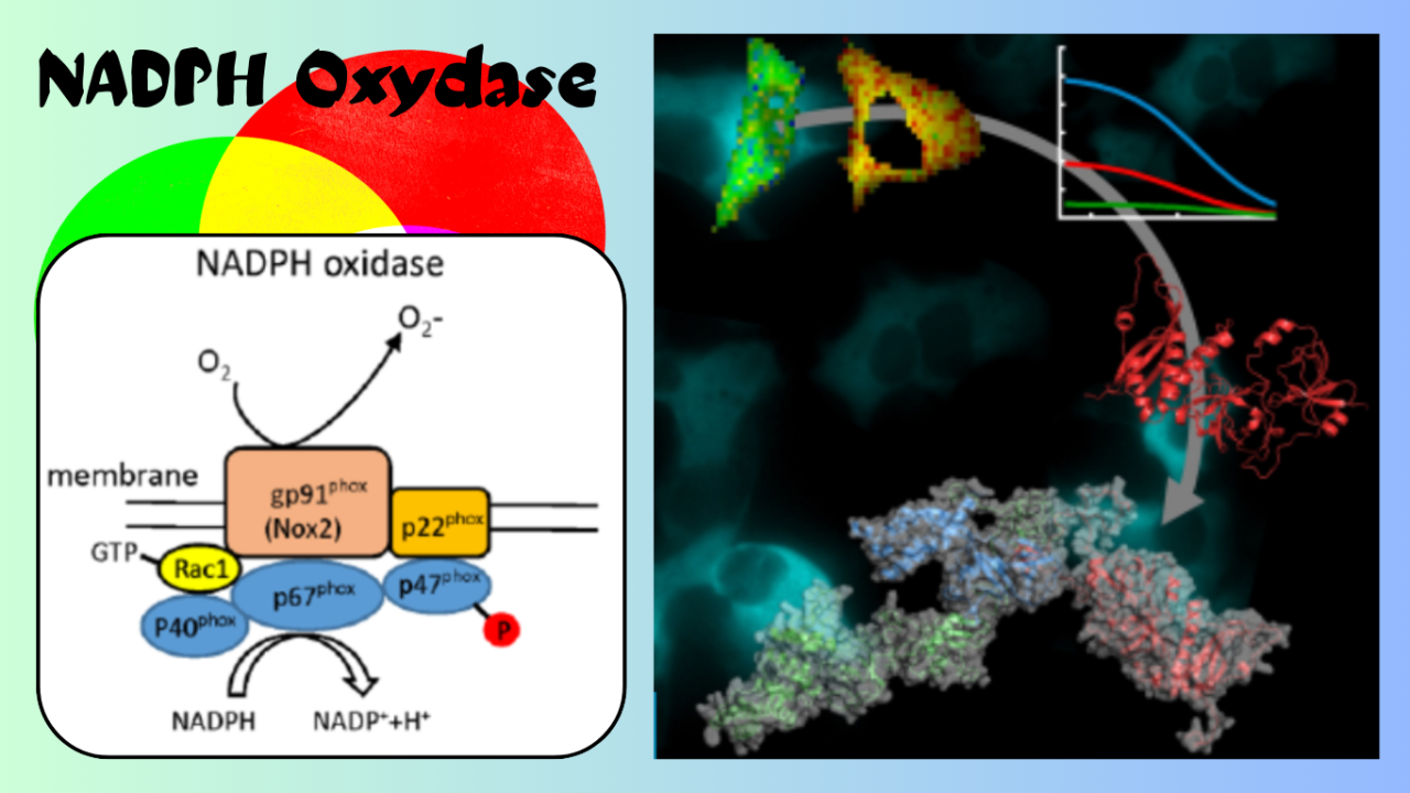 NADPH Oxydase