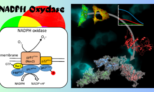 NADPH Oxydase