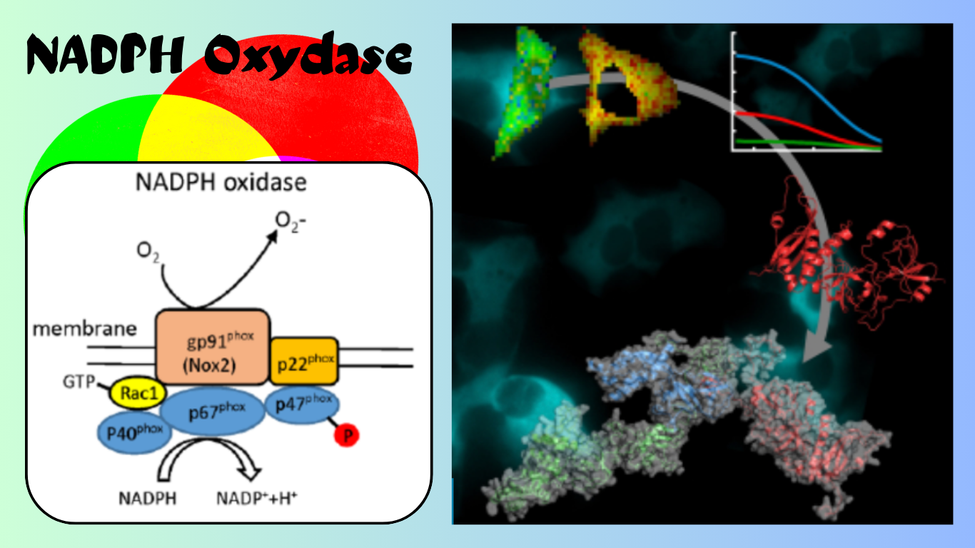 You are currently viewing NADPH Oxydase