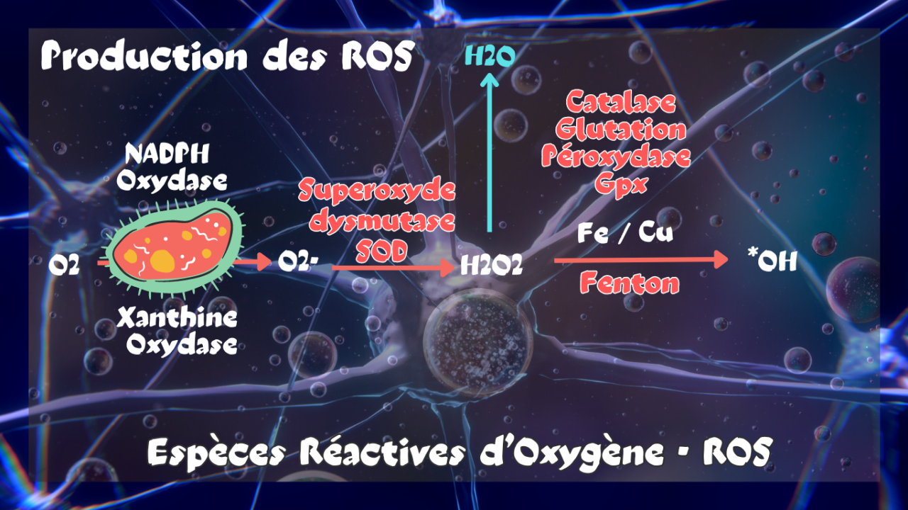 Les Espèces Réactives d’Oxygène