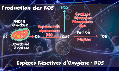 Les Espèces Réactives d’Oxygène