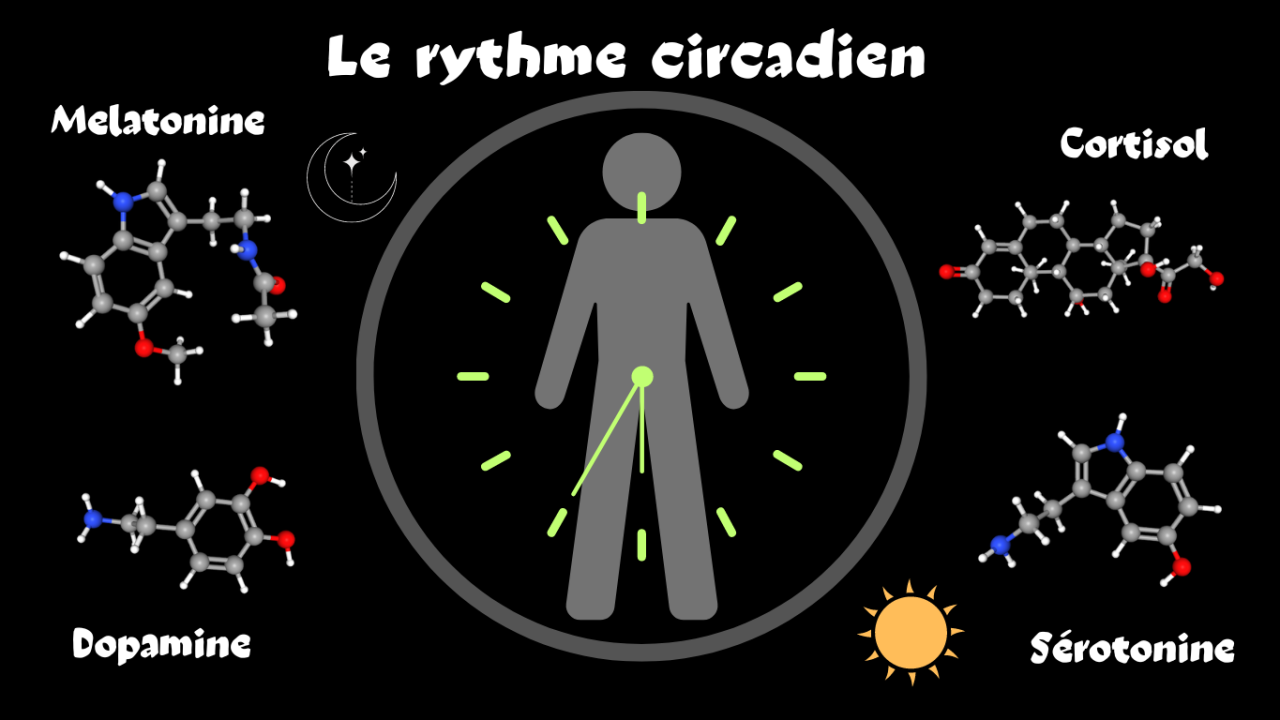 Le rythme circadien