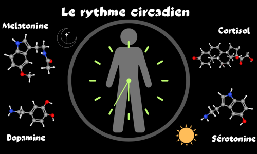 Le rythme circadien