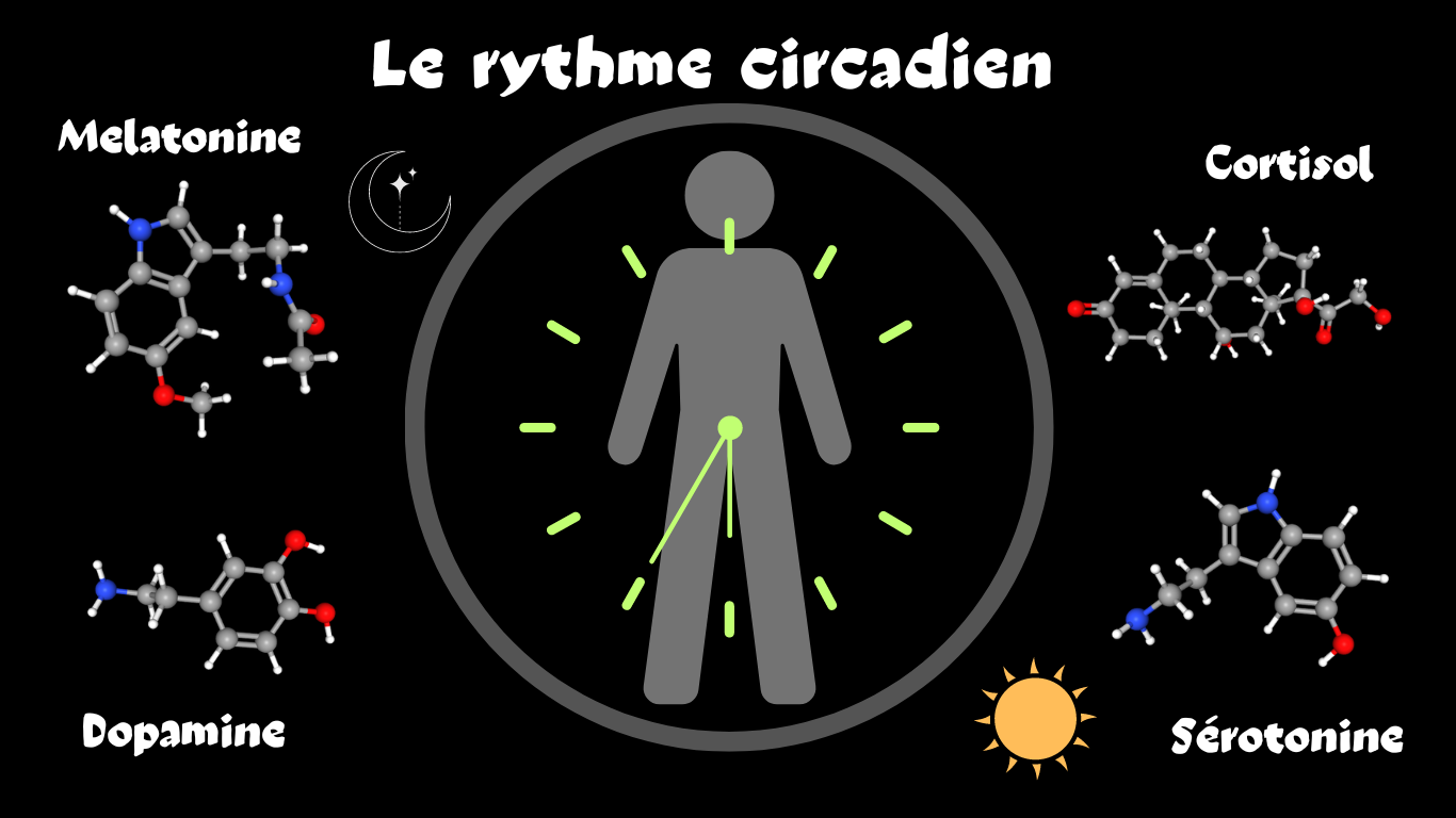 You are currently viewing Le rythme circadien