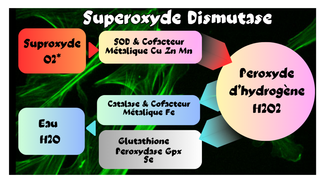 Superoxyde Dismutase (SOD)