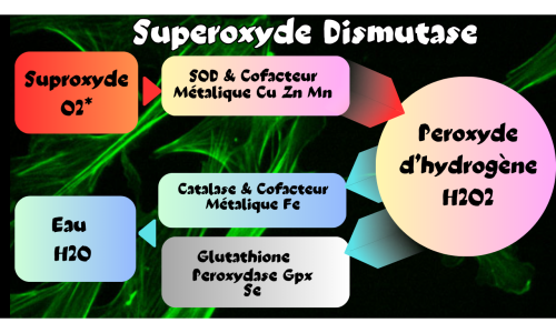 Superoxyde Dismutase (SOD)