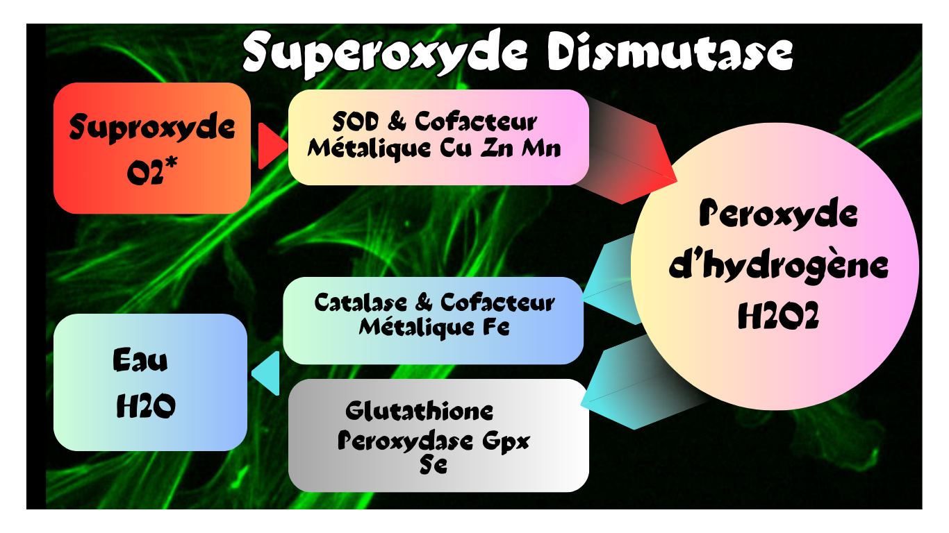 You are currently viewing Superoxyde Dismutase (SOD)