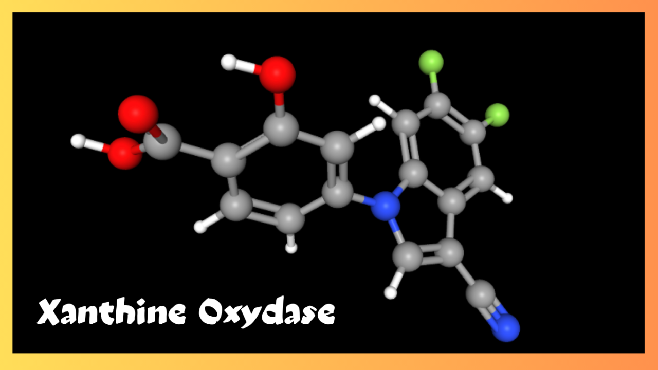 Xanthine Oxydase