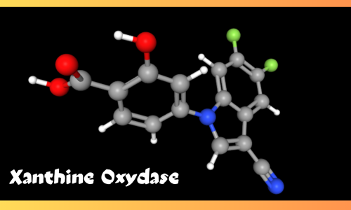 Xanthine Oxydase