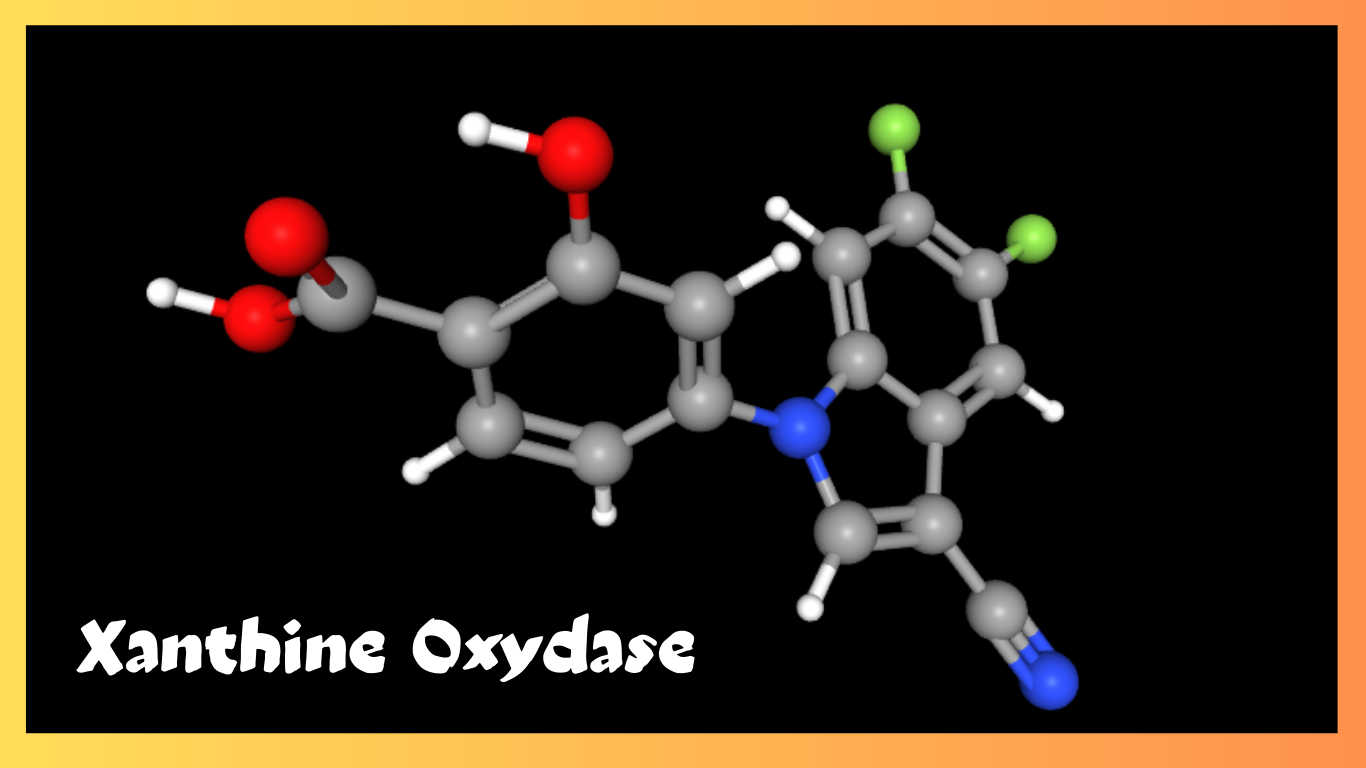 You are currently viewing Xanthine Oxydase