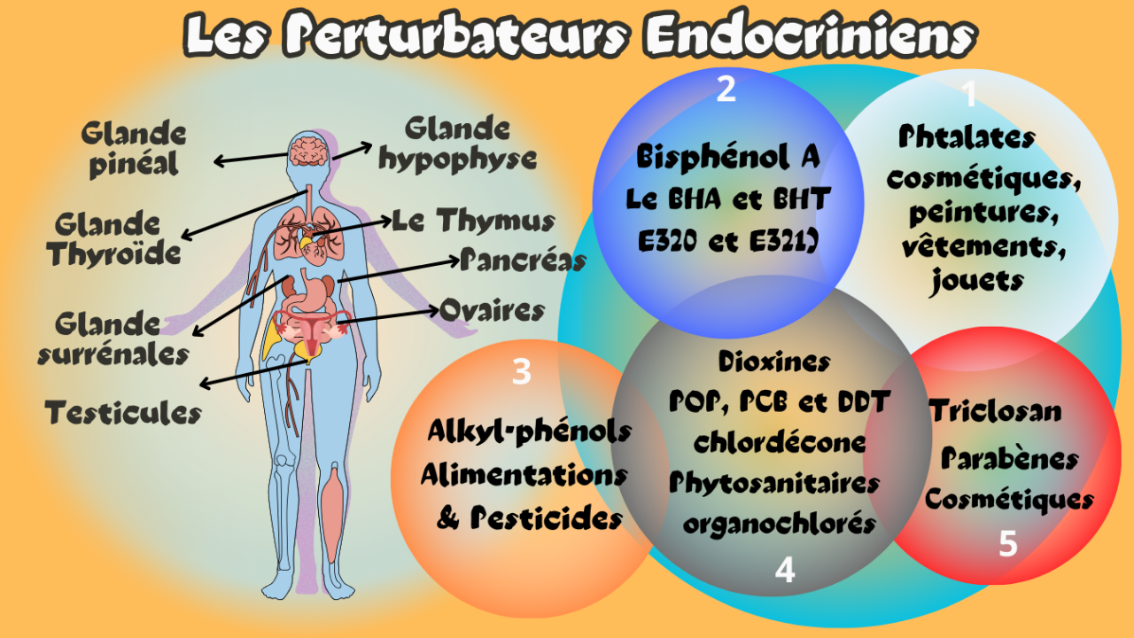 Les perturbateurs endocriniens