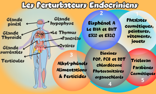 Les perturbateurs endocriniens