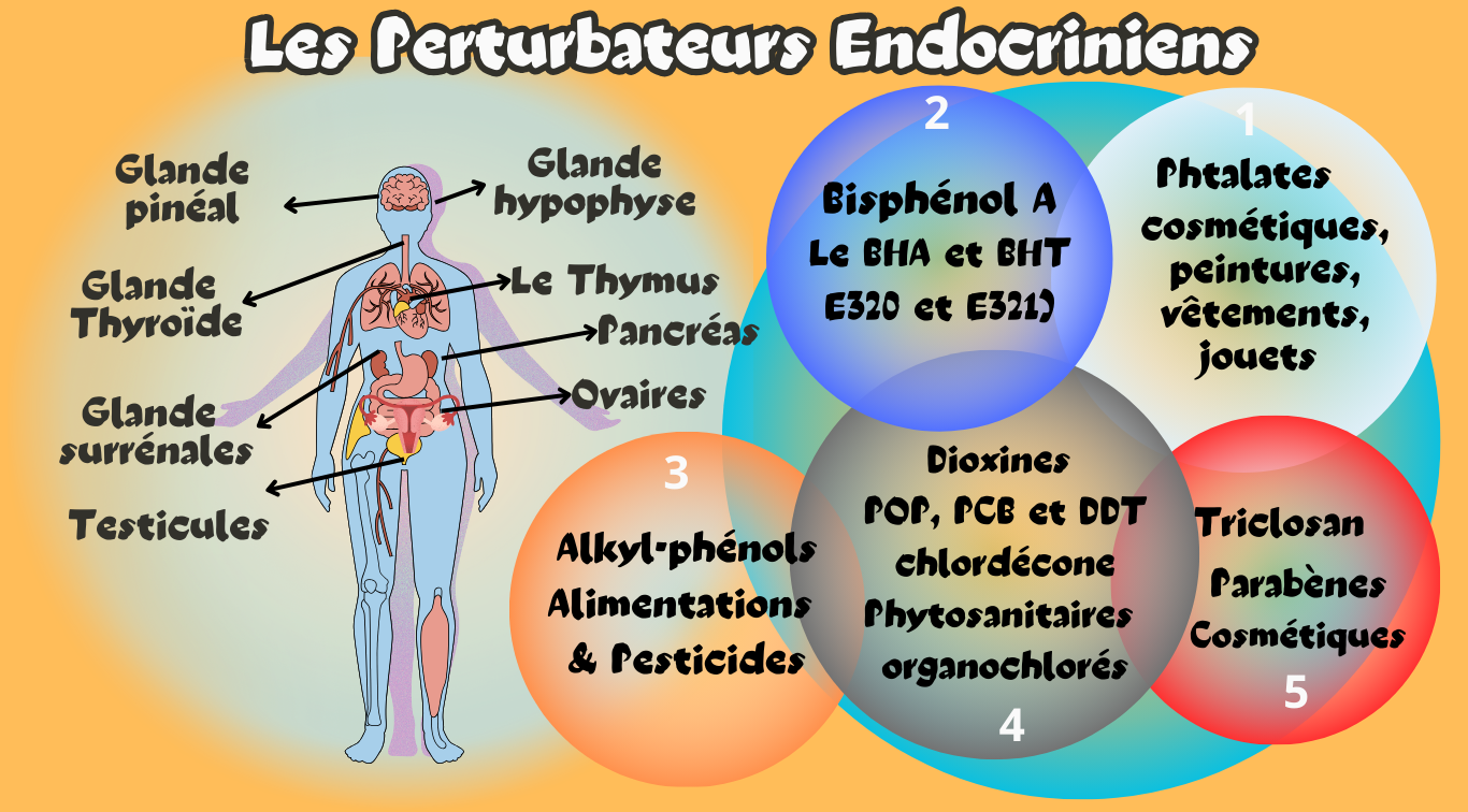 You are currently viewing Les perturbateurs endocriniens