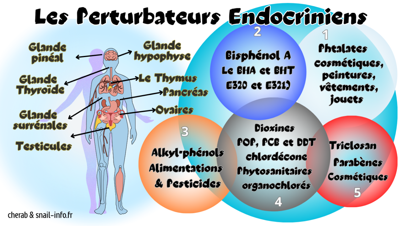 Les perturbateurs endocriniens