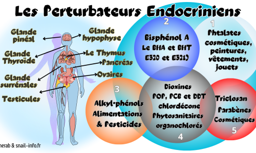 Les perturbateurs endocriniens