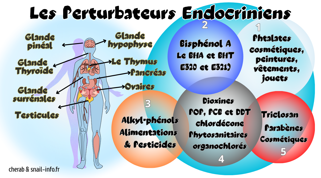 You are currently viewing Les perturbateurs endocriniens