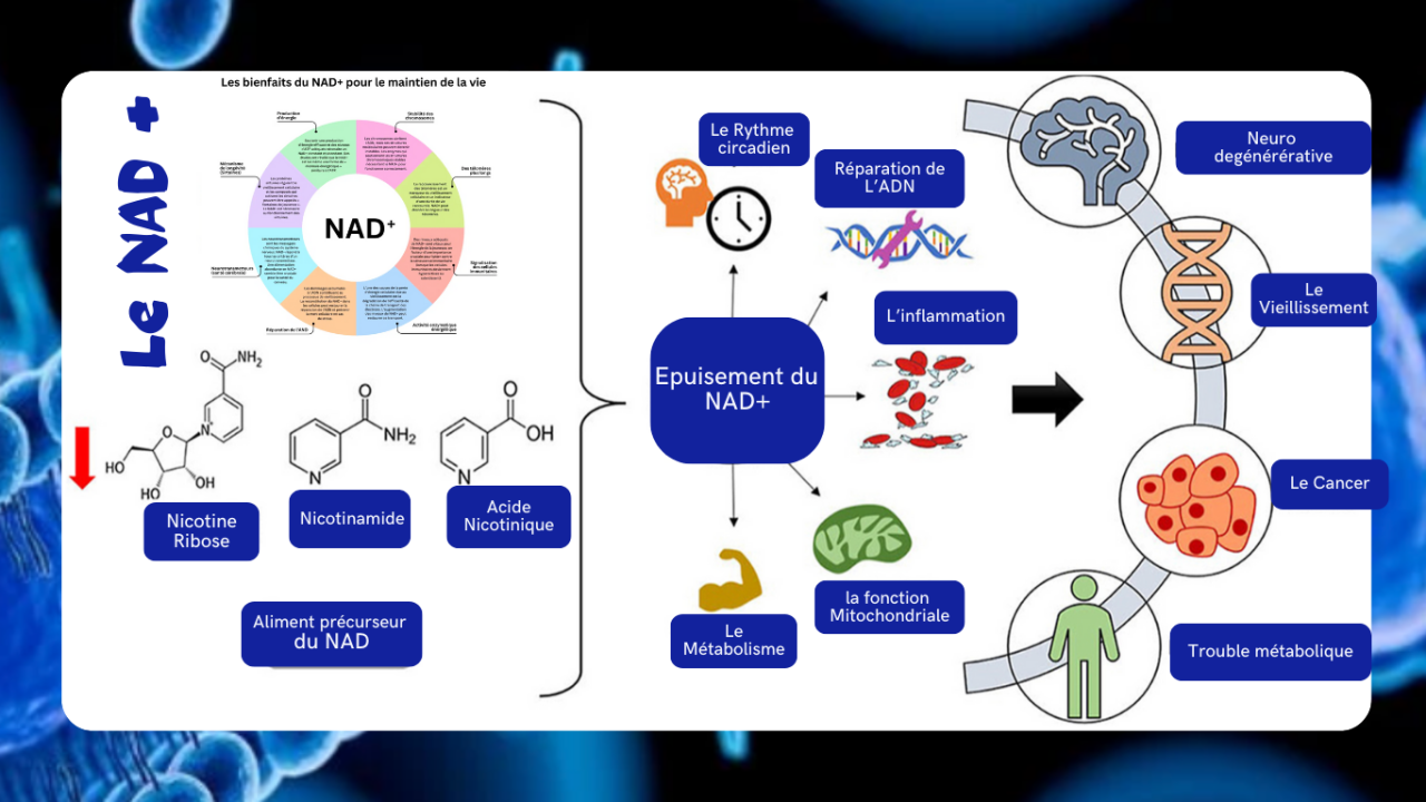 Le NAD-Le Nicotinamide Adénine Dinucléotide