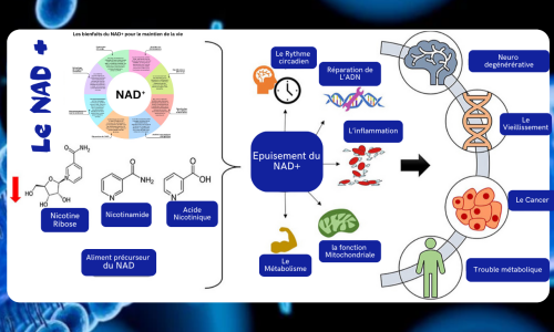 Le NAD-Le Nicotinamide Adénine Dinucléotide