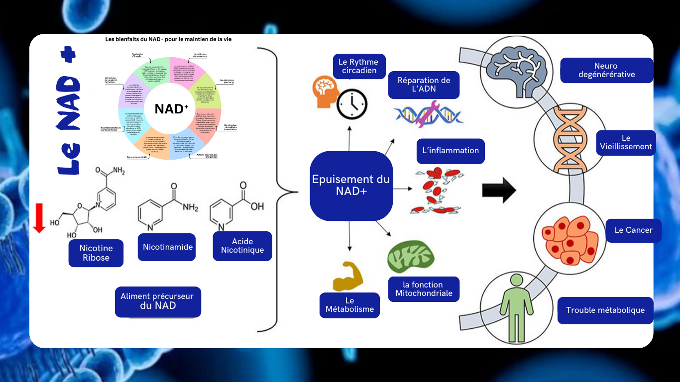 You are currently viewing Le NAD-Le Nicotinamide Adénine Dinucléotide