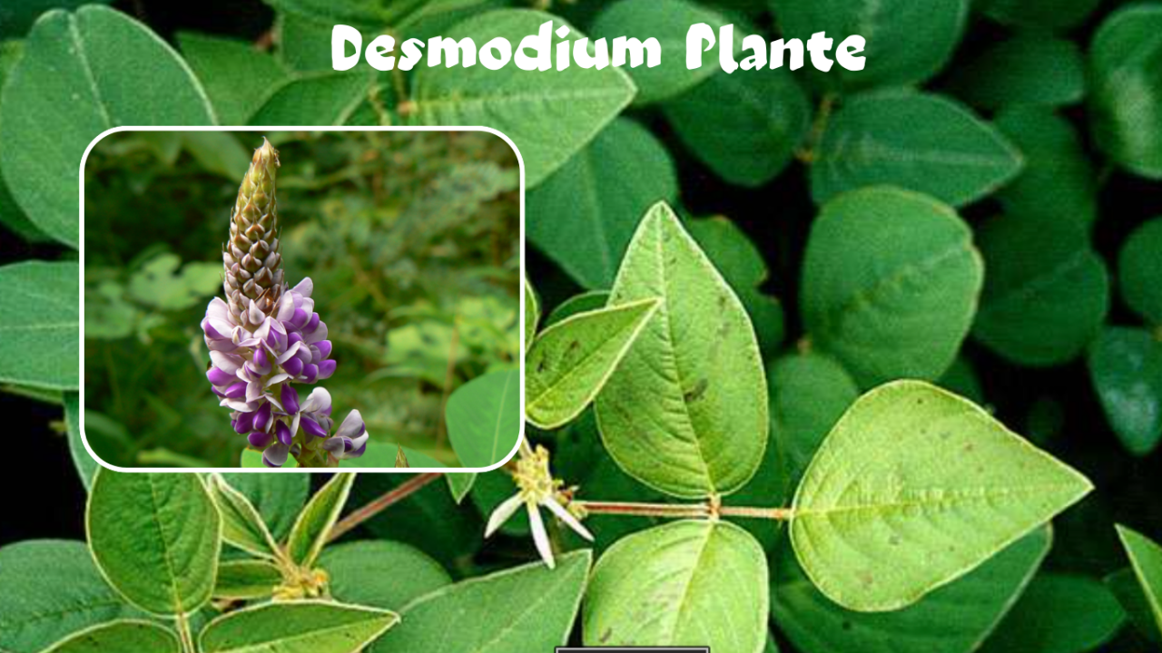 Le desmodium