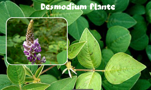 Le desmodium