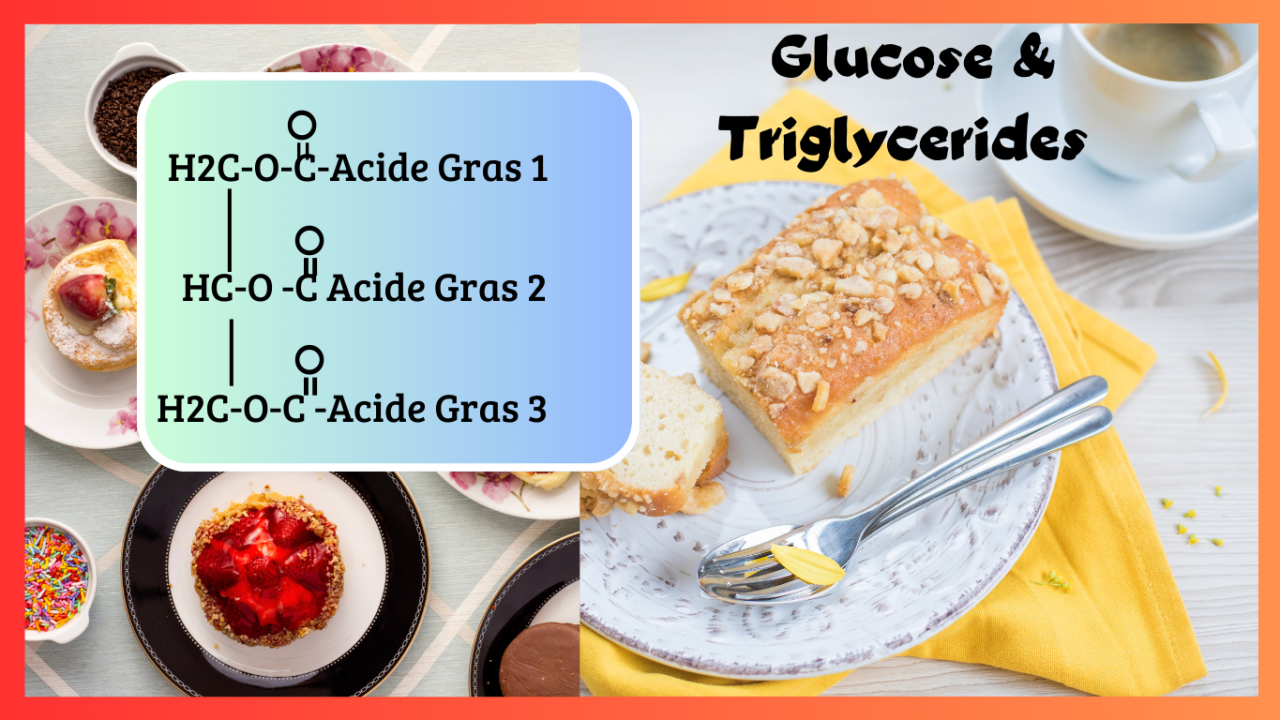 Métabolisme du glucose